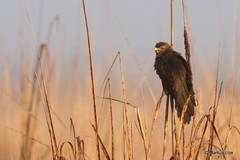 Centropus bengalensis