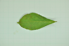 Homalium cochinchinense