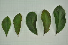 Homalium cochinchinense