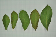 Homalium cochinchinense