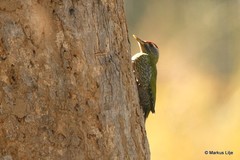 Picus squamatus