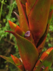 Tillandsia pastensis