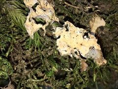 Lobaria anomala