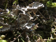 Lobaria anomala