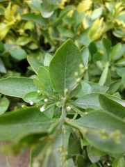 Magnoliopsida