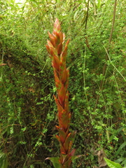 Tillandsia pastensis