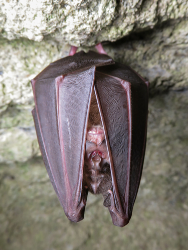 Greater Japanese Horseshoe Bat