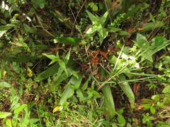 Tillandsia pastensis