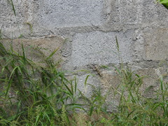 Psammophilus dorsalis