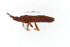 Mezirinae