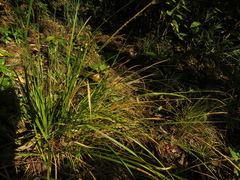Carex hamata