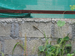 Psammophilus dorsalis