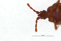 Mezirinae