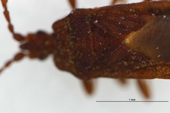 Mezirinae