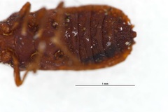 Mezirinae