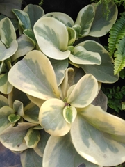 Magnoliopsida
