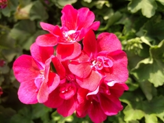 Pelargonium