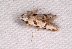 Oxythecta hieroglyphica