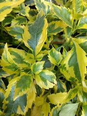 Magnoliopsida