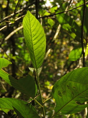 Frangula sphaerosperma