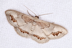 Dithalama cosmospila