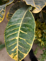 Magnoliopsida