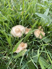 Marasmius oreades