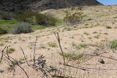 Androstephium breviflorum