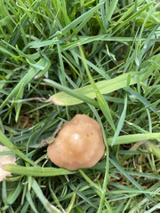 Marasmius oreades