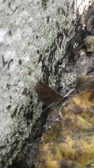 Pterodecta felderi