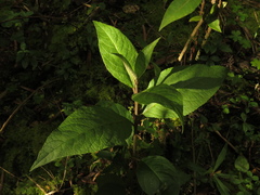 Abatia parviflora