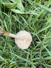 Marasmius oreades