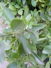 Magnoliopsida