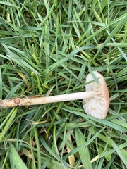 Marasmius oreades