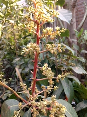 Magnoliopsida