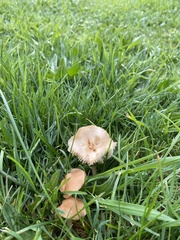 Marasmius oreades