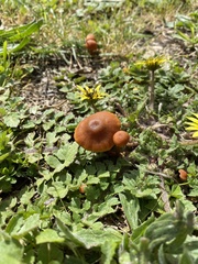 Tubaria furfuracea