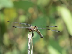 Libellula pulchella
