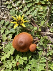 Tubaria furfuracea