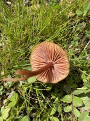 Tubaria furfuracea