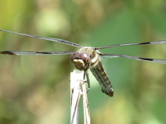 Libellula pulchella