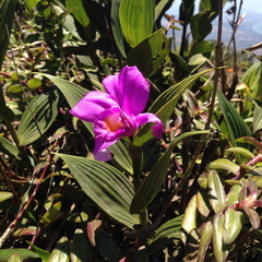 Sobralia warszewiczii