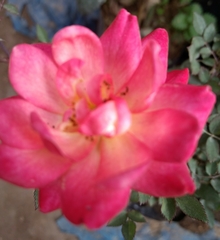 Magnoliopsida