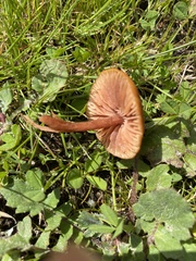 Tubaria furfuracea