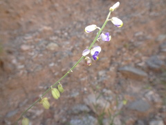 Hebecarpa barbeyana