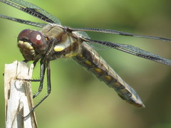 Libellula pulchella