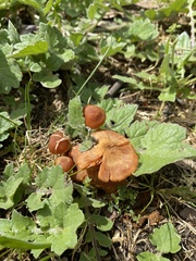 Tubaria furfuracea