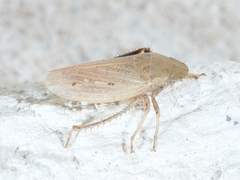 Negosiana dualis