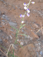 Hebecarpa barbeyana