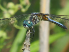 Pachydiplax longipennis